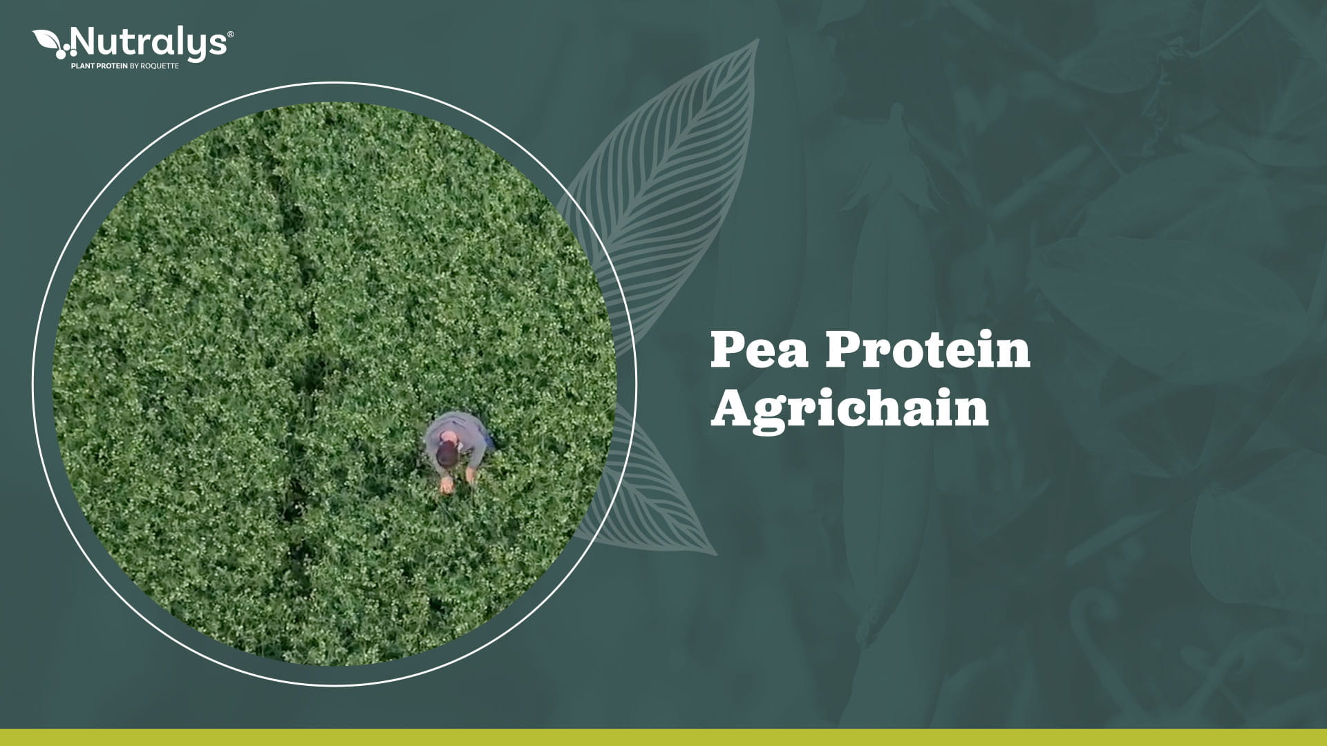 Roquette Nutralys Pea Protein Agrichain